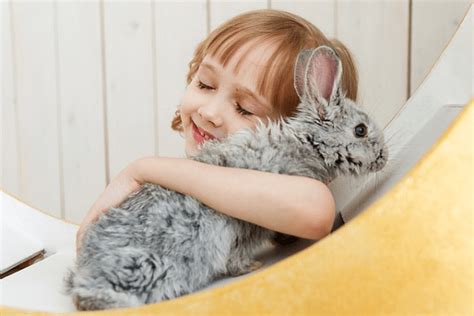 How To Bond With Your Rabbit Petsupdate