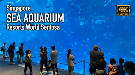 Singapores Amazing Sea Aquarium Resorts World Sentosa Youtube