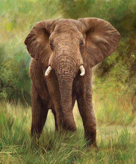 African Elephant Art Print By David Stribbling