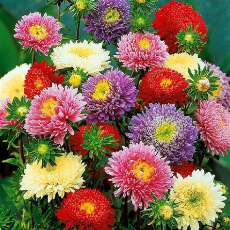 30 Aster Princess Mix Flower Seeds Princess Indra Chinensis Etsy