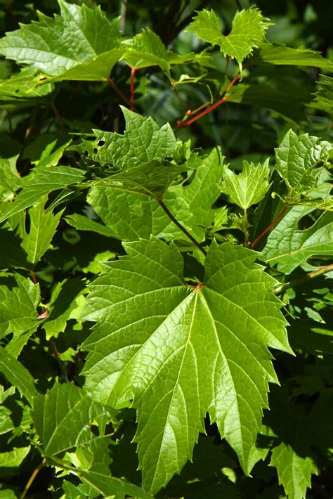 Wild About - Grape Leaves