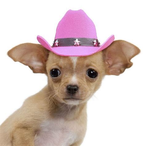 Print Of Cute Chihuahua Puppy Dog Wearing A Pink Cowboy Hat Chihuahua