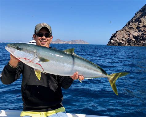 How To Catch California Yellowtail Tips For Fishing For