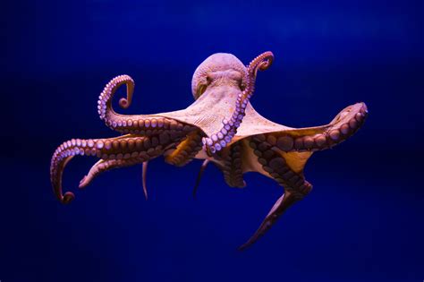 These Octopus Facts Will Surely Ignite The Curiosity Of Kids Animal Sake