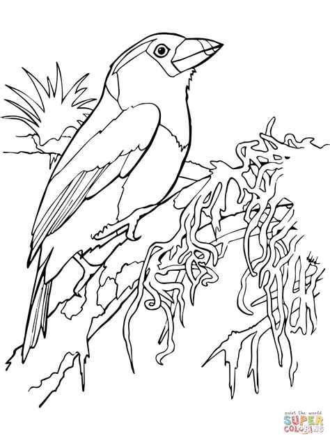 Color our free unicorn coloring page which is also a toucan coloring page. Toco Toucan coloring, Download Toco Toucan coloring for free 2019