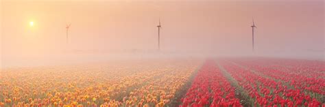 Sunrise And Fog Over Blooming Tulips The Netherlands