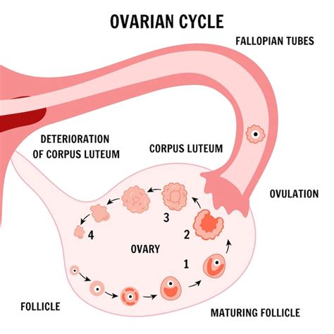 Etapas Del Ciclo Menstrual Infografía Del Ciclo Ovárico En Vector