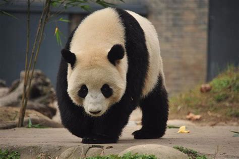 Malaysia Returned Panda Cub Meets Visitors In Sichuan Cn