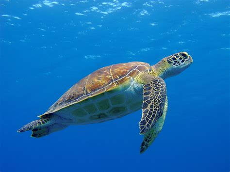 Prehistoric Sea Turtle