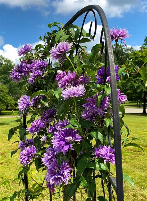 I have three beautiful clematis that grow up and over a large trellis. Photo of the entire plant of Clematis Diamantina™ posted ...