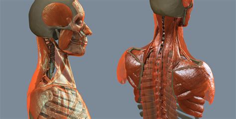 Ecorche Model Cgtrader