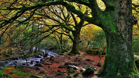 Wallpaper 2560x1440 Px Branch Fall Forest Ireland Leaves Moss National Park Nature