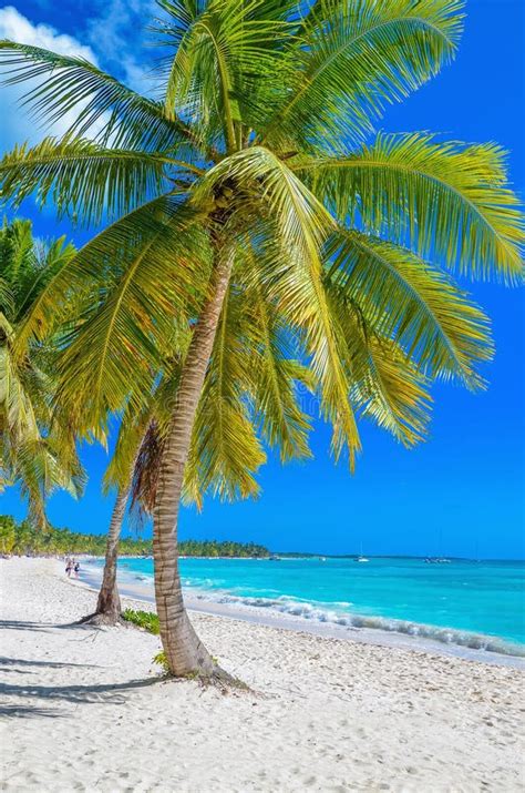 Exotic Caribbean Beach With White Sand Stock Photo Image Of Barbados