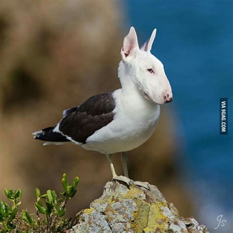Another Crazy Animal Mashup From Photoshop Heaven 9gag