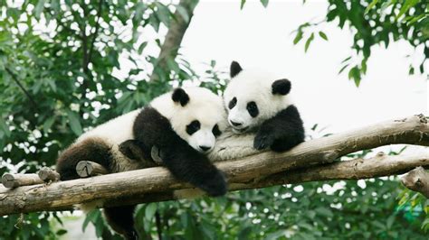 Giant Pandas No Longer Considered ‘endangered Sky News Australia