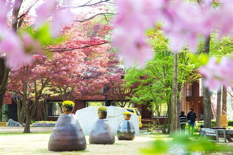 Nami Island Petite France And Garden Of Morning Calm Day Trip Klook