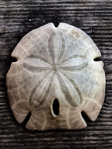 The Symmetry Of A Sand Dollar Stock Image Image Of Dollar Nature