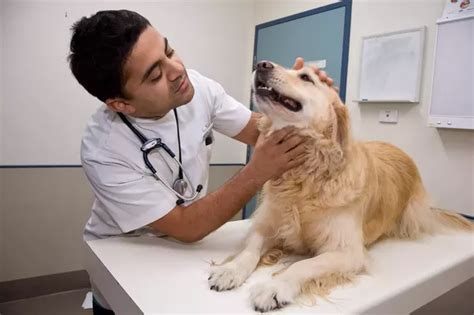See more of vets for pets on facebook. What is the scope for veterinary doctor in India? - Quora