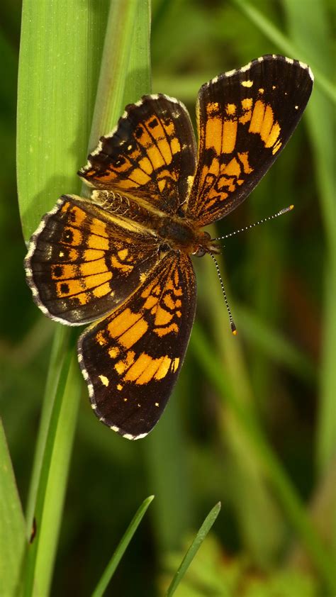 Download Wallpaper 2160x3840 Melitaea Butterfly Insect Macro Samsung