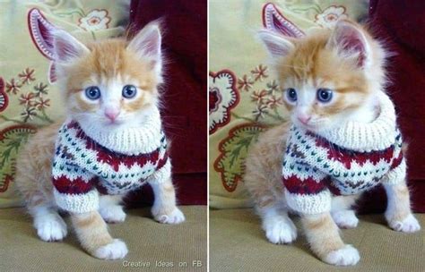 Cat Sweater Patterns Cat Sweater Pattern Crochet Cat Kitten Sweater