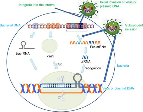 The Molecular Mechanisms Of Ii Type Crisprcas9 System Diagram