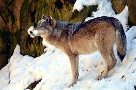 A Guide To Wolf Subspecies