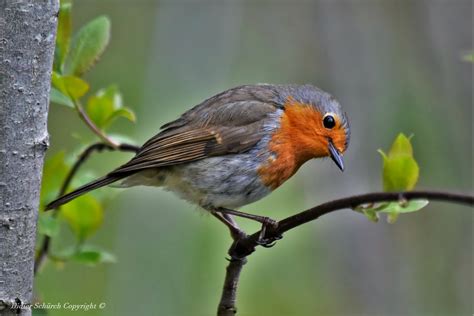 Rouge Gorge Familier Erithacus Rubecula Rouge Gorg Flickr