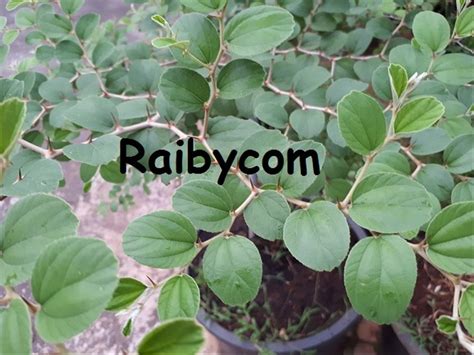 Check spelling or type a new query. 800 Gambar Daun Bidara Cina HD Paling Keren - Gambar ID