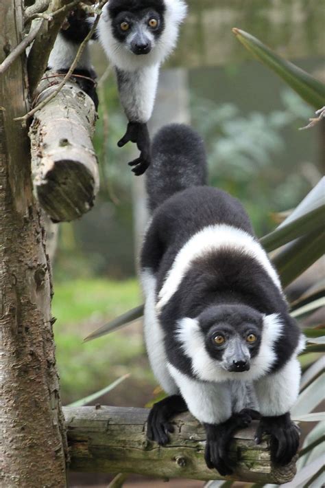 Unusual Animals Lemur Unique Animals