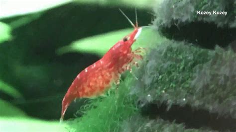 임신한 체리 새우 Pregnant Cherry Shrimp Youtube