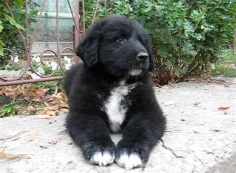 Romanian Raven Shepherd Wiki Pets Amino