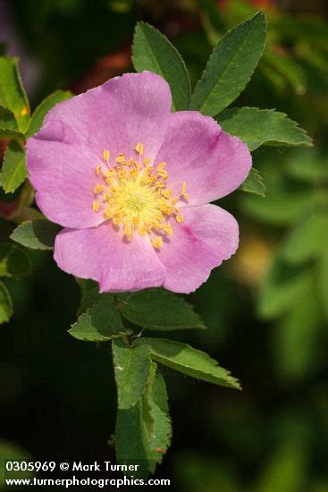 Rosa Woodsii Var Ultramontana Pearhip Rose Wildflowers Of The