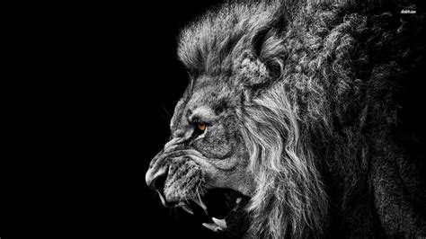 Angry Lion Wallpapers High Quality Resolution ~ Download Wallpaper