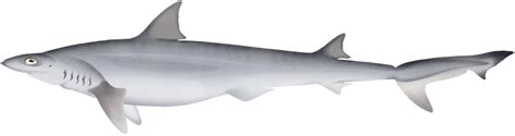 Pencil Shark Hypogaleus Hyugaensis Marinewise