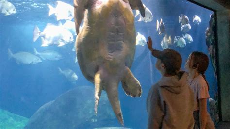 Pepins Pet Projects Chattanooga Aquarium Wcyb