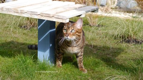 Bengal cats are active and playful kitties, who were originally bred from a domestic cat and an bengal cats usually have a shine or shimmer to their coat that is most visible in direct sunlight. Bengal Cat Blog and Photos | Bengal Cat World