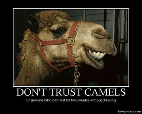 Dont Trust Camels Wednesday Hump Day Hump Day Quotes Hump Day Humor