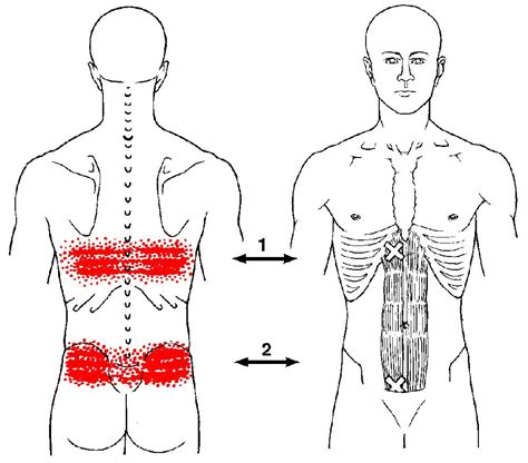Low Back Pain Diagram Photos