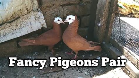 Fancy Pigeons Pair For Sale Youtube