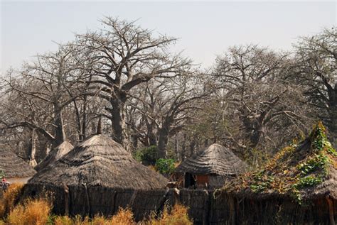 Senegalese Village In A Baobab Forest Along Route Nationale 1 Photo