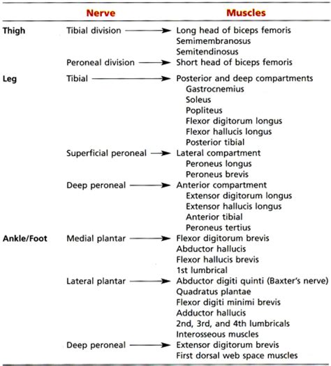 Entrapment Neuropathies Of The Lower Extremity Musculoskeletal Key