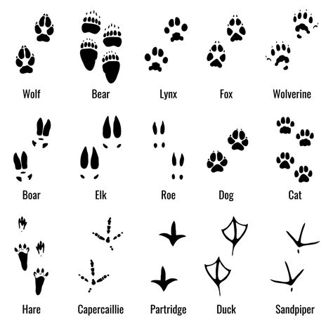 Wildlife Animals Reptiles And Birds Footprint Animal Paw Prints Vect