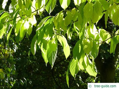 Hardy Rubber Tree Eucommia Ulmoides