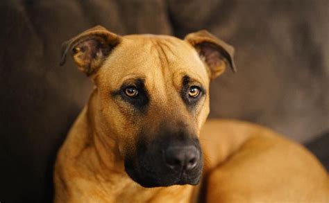 Black Mouth Cur Breed Guide Photos Traits And Care Bark Post