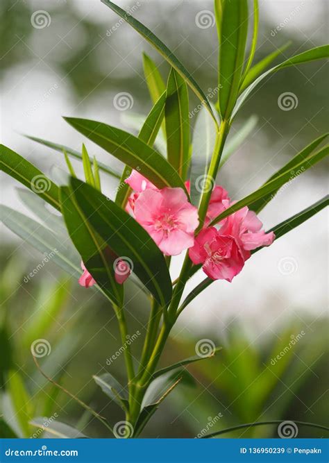 Pink Flower Oleander Sweet Oleander Rose Bay Beautiful In Nature Stock