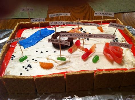 Top free images & vectors for animal cell cake projects with candy in png, vector, file, black and white, logo, clipart, cartoon and transparent. Plant cell 3D project. Made with cake and candies | 3d ...