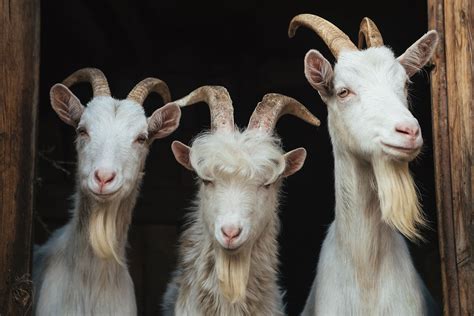 Basics Of Goat Horns And How To Handle Them Agdaily