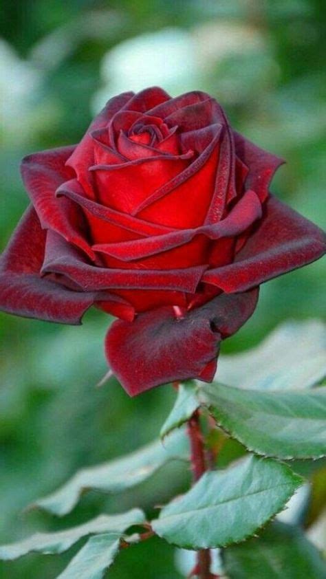 Imágenes De Rosas Las Más Hermosas Flores Buenos Dias Rosas Rojas