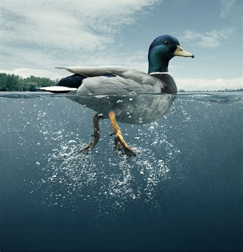 Duck Swimming Photography Full Image
