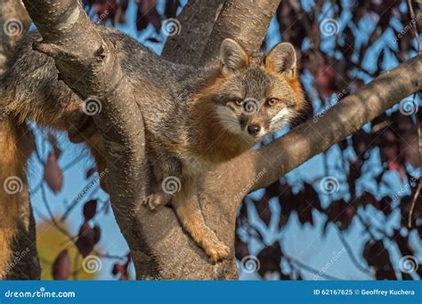Grey Fox Urocyon Cinereoargenteus In Tree Looks Forward Stock Image